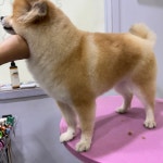 사계절멍
