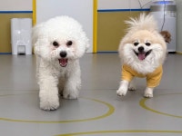 옐레드 애견유치원&애견호텔 부산용호점