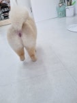 멍컷