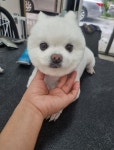 천방애견미용실