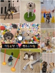 펫스테이션