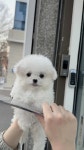 벨슈어퍼피 울산점