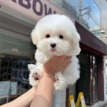 슈퍼바우 압구정본점