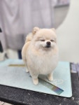 와와살롱