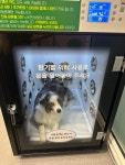 버블독스 별내역점