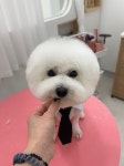 반짝일개