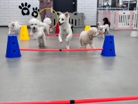 호두네 맡겨보개 애견유치원 애견호텔 애견미용