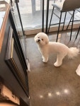몽살롱