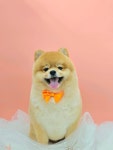 더 도도하개