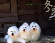 어썸테일즈