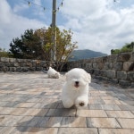 어썸테일즈