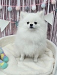 멍컷