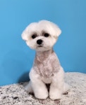 띠아몽 펫살롱