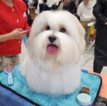 어썸테일즈