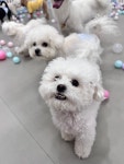 호두네 맡겨보개 애견유치원 애견호텔 애견미용