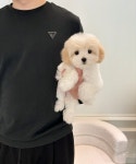 부산강아지분양 퍼피룸