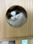 냐홍 고양이미용호텔