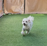 도그와트 강아지 유치원