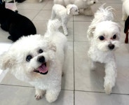 두두핏 애견유치원 애견호텔 애견미용