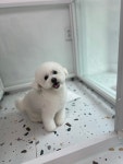개몽이네