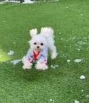 도그와트 강아지 유치원