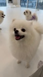 도그와트 강아지 유치원