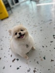 개몽이네