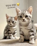 달냥이