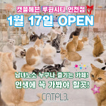 캣플헤븐 루원시티인천점