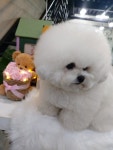 더예쁘개