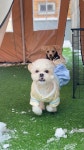 빛나는 발견 강아지 유치원