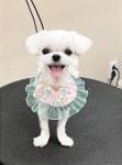 댕댕이발소