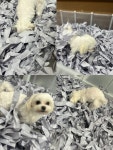 생글댕글 강아지 유치원