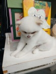 더예쁘개