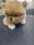 더예쁘개