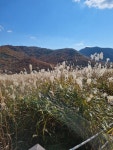 황금회수산 산오징어/물회