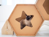 고양이호텔 외갓집