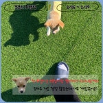 멍머니 2호점 , 애견호텔 , 애견유치원