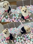 생글댕글 강아지 유치원