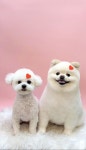 펫부띠끄 남악애견미용