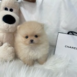 드림독 강아지분양 안심분양센터 부천점