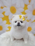 센텀애견미용