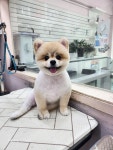 호야펫살롱