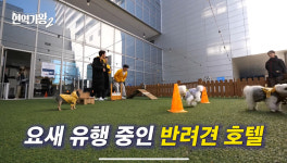 강릉 반려견 호텔 유치원 로젯펫살롱 세인트존스호텔점