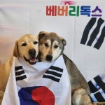 베버리독스 애견호텔유치원