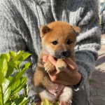 드림독 강아지분양 안심분양센터 부천점