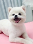 퍼피쌀롱 애견미용실