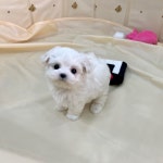 드림독 강아지분양 안심분양센터 부천점