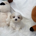 드림독 강아지분양 안심분양센터 부천점