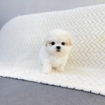 버디독 강아지분양 안심분양센터 김포점